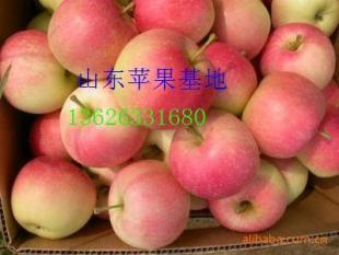 山東日照嘎啦蘋果 果型碩大，口感絕佳，基地直銷的優質農副產品